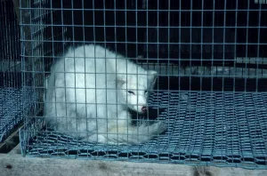 Arctic Fox (Alopex lagopus) (Vulpes lagopus) in cage