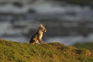 Arctic Fox Prints: Arctic fox (Alopex lagopus) (Vulpes lagopus) cub on the tundra at sunset