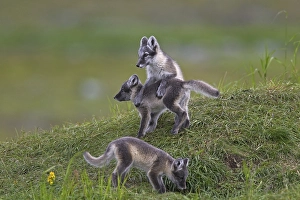 Arctic fox (Alopex lagopus) (Vulpes lagopus) cubs at den on the tundra in summer