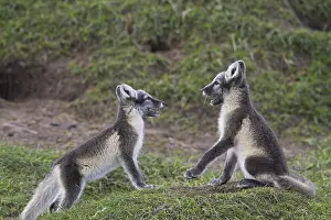 Arctic fox (Alopex lagopus) (Vulpes lagopus) cubs play fighting at den on the tundra in summer