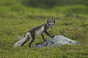 Arctic fox (Alopex lagopus) (Vulpes lagopus) on the tundra in summer