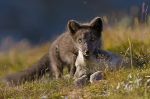 Arctic fox (alopex lagopus), two young animals