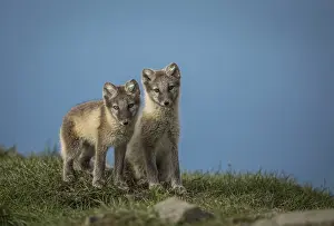 Arctic fox cubs in Svalbard, they are from a litter of four cubs living close to Longyearbyen