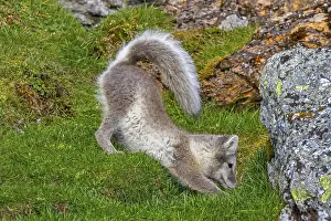 Arctic fox, polar fox (Vulpes lagopus) in summer coat stretching limbs on the tundra showing camouflage colours