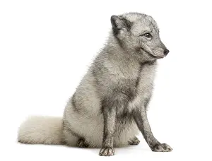 Arctic fox sitting, looking away