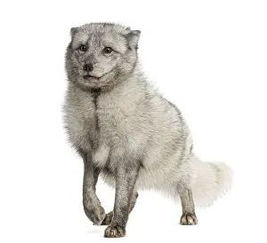 Arctic fox standing, alert, Vulpes lagopus