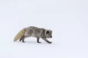 One arctic fox (Vulpes lagopus)