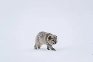 One arctic fox (Vulpes lagopus)