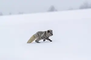One arctic fox (Vulpes lagopus)