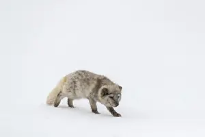One arctic fox (Vulpes lagopus)