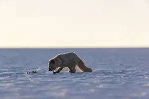 One arctic fox (Vulpes lagopus)