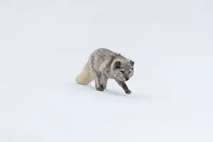 One arctic fox (Vulpes lagopus)