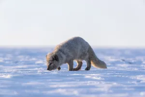 One arctic fox (Vulpes lagopus)