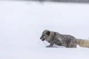 One arctic fox (Vulpes lagopus)