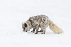 One arctic fox (Vulpes lagopus)