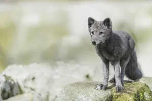 Arctic fox (Vulpes lagopus)