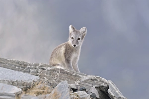 Arctic fox (Vulpes lagopus, Alopex lagopus)