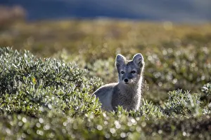 Arctic fox (Vulpes lagopus), Dovrefjell-Sunndalsfjella National Park