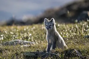 Category Scandinavia Prints: Arctic fox (Vulpes lagopus), Dovrefjell-Sunndalsfjella National Park