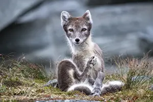 Category Scandinavia Prints: Arctic fox (Vulpes lagopus), Dovrefjell-Sunndalsfjella National Park