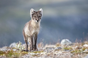 Category Scandinavia Prints: Arctic fox (Vulpes lagopus), Dovrefjell-Sunndalsfjella National Park