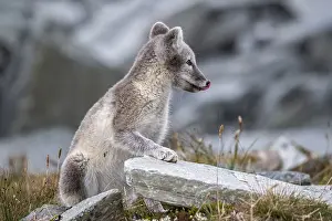 Arctic fox (Vulpes lagopus), Dovrefjell-Sunndalsfjella National Park