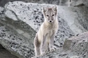 Arctic fox (Vulpes lagopus), Dovrefjell-Sunndalsfjella National Park
