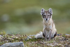 Arctic fox (Vulpes lagopus), female