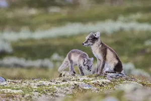 Arctic fox (Vulpes lagopus), female and young
