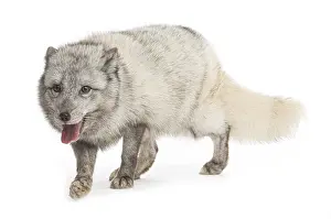 Arctic fox, Vulpes lagopus, isolated on white