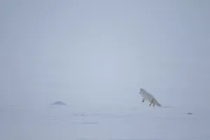 Arctic fox, Vulpes lagopus, jumping on the snow in arctic Svalbard