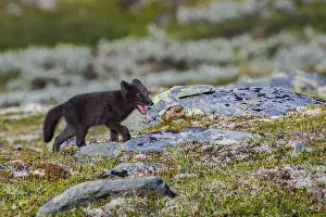 Arctic fox (Vulpes lagopus), juvenile on Fjell