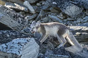 Arctic fox (Vulpes lagopus) with meat in its mouth