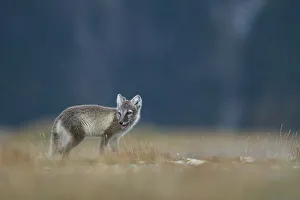 Arctic Fox Prints: Arctic fox (Vulpes lagopus), puppy looking over shoulder in the Fell