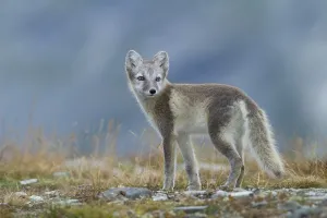 Arctic fox (Vulpes lagopus), puppy looking over shoulder in the Fell