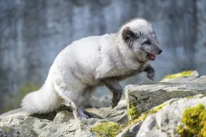 Arctic fox (Vulpes lagopus) running over rocks
