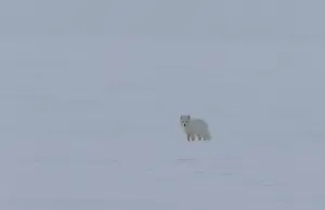 Arctic fox, Vulpes lagopus, on the snow in arctic Svalbard