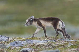 Arctic fox (Vulpes lagopus), Varanger