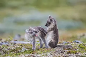 Arctic fox (Vulpes lagopus), young on Fjell