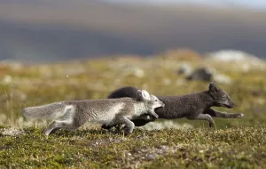 Two Arctic foxes (alopex lagopus) hunting each other playfully