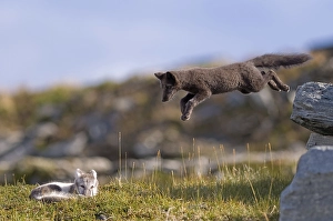 Category Scandinavia Prints: Two Arctic foxes (alopex lagopus) playing