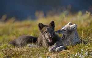 Arctic foxes (alopex lagopus), young animals at play