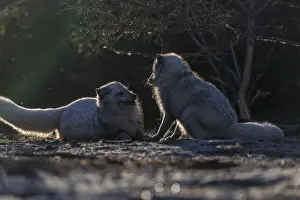 Two arctic foxes (Vulpes lagopus)