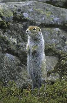 Arctic Ground Squirrel (Spermophilus parryii)