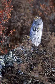 Arctic Ground Squirrel (Spermophilus parryii)