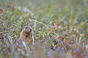 Arctic ground squirrel (Spermophilus parryii) curiously watching the photographer (Arctic Ground Squirrel)