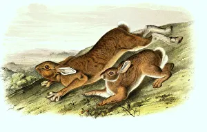 Arctic hare (Lepus arcticus) in summer coat