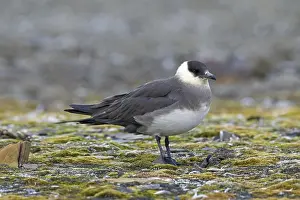 Arctic skua, parasitic skua, parasitic jaeger (Stercorarius parasiticus) on the tundra