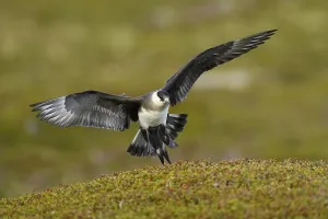 Arctic skua (Stercorarius parasiticus)