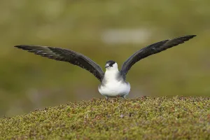Arctic skua (Stercorarius parasiticus)